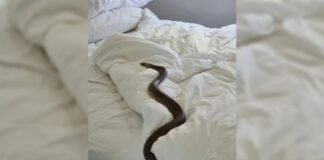 Una mujer encontró una serpiente venenosa de casi dos metros en su cama Una mujer encontró una serpiente venenosa de casi dos metros en su cama