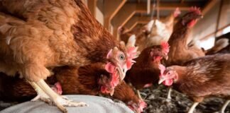 Condenado a 6 meses de cárcel por matar pollos a susto