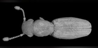 Hallan en un fósil de Tanzania un escarabajo nunca visto en África