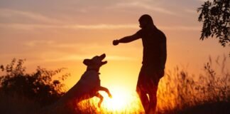 ¿La voz de los dueños es reconocida por los perros? La voz de los dueños es reconocida por los perros-thefreedompost.net