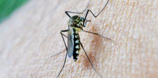 Costa Rica anuncia contención del brote de malaria
