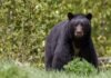 Mujer fue atacada por un oso negro mientras paseaba a su perro Mujer fue atacada por un oso negro mientras paseaba a su perro