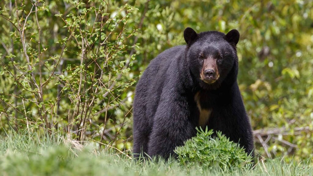 Mujer fue atacada por un oso negro mientras paseaba a su perro