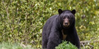Mujer fue atacada por un oso negro mientras paseaba a su perro Mujer fue atacada por un oso negro mientras paseaba a su perro