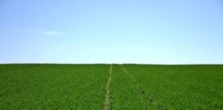 ONG registra cerca de 200 ocupaciones ilegales en tierras agrarias