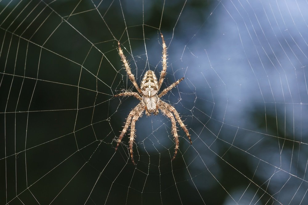 Usó a su mascota para matar una araña y el método se viralizó-thefreedompost.net