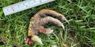 Asegura haber hallado una garra de dinosaurio en el jardín