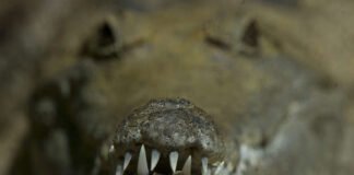 Hombre se salva de un cocodrilo pinchándole los ojos