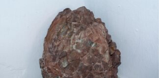 Una roca rellena de ágata resultó ser un huevo de dinosaurio