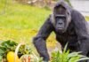 La gorila más vieja del mundo cumple 66 años en el zoológico de Berlín