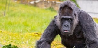 La gorila más vieja del mundo cumple 66 años en el zoológico de Berlín