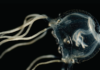 Descubren nueva especie de medusa con 24 ojos