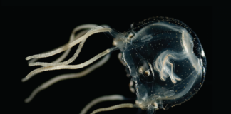 Descubren nueva especie de medusa con 24 ojos