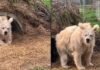 Captan el momento en que un oso despierta de su hibernación Captan el momento en que un oso despierta de su hibernación