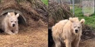 Captan el momento en que un oso despierta de su hibernación Captan el momento en que un oso despierta de su hibernación