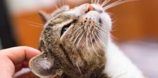 Cómo hacer para que los gatos sean más sociables Cómo hacer para que los gatos sean más sociables