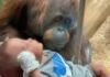 Orangután se roba el corazón con un conmovedor gesto