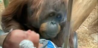 Orangután se roba el corazón con un conmovedor gesto