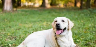 Perro caminó 27 días buscando a su dueño que lo había abandonado