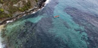Un coral exótico asfixia arrecifes en Venezuela y amenaza el Caribe