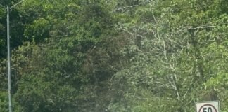 Avioneta cae en carretera hacia Albrook, todo quedó grabado