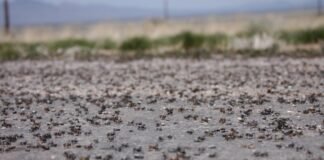 Ciudad de EEUU mantiene alerta por invasión de grillos