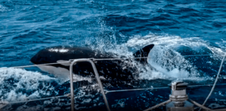 Ballena orca le está enseñando a otras a atacar embarcaciones en Europa
