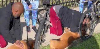 Le practicó RCP a su perro y le salvó la vida