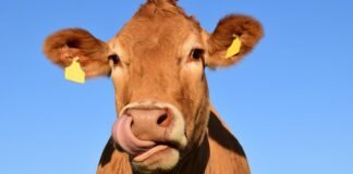 Le pidieron una dirección a una vaca y esta contestó