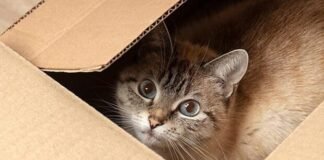 ¿Por qué los gatos se esconde en lugares cerrados?