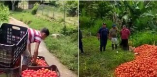Productores en Trujillo botan cosechas por no poder trasladarse a otras regiones