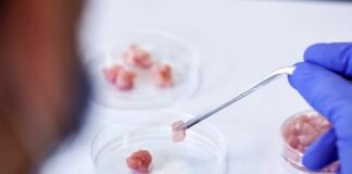 EEUU aprueba la venta de pollo cultivado en laboratorios