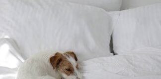 Por qué tu perro hace un cero cuando quiere dormir