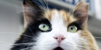 ¿Por qué los gatos abren la boca cuando huelen algo?