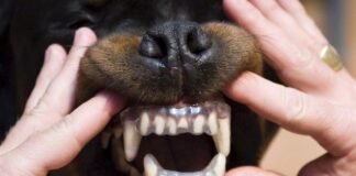 Los perros muerden más en días muy calurosos