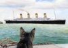 El misterio de la gata que predijo el hundimiento del Titanic