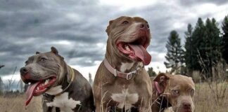 El perro más agresivo del mundo