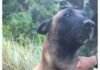 Encontraron a Oliver el perro que acompañó a los hermanos en la selva