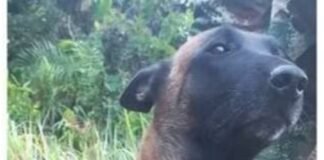 Encontraron a Oliver el perro que acompañó a los hermanos en la selva
