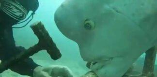Pez kobudai es viral por actuar como un perrito hambriento