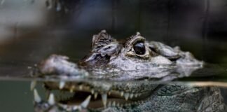 Un caimán muerde a un adolescente en la orilla de un arroyo en Florida