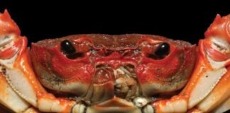 Descubren una nueva especie de cangrejo en un río de China