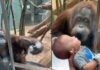 Orangután pide a visitante le muestre a su bebé