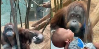 Orangután pide a visitante le muestre a su bebé