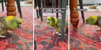 “Loro poseído” causa terror en las redes