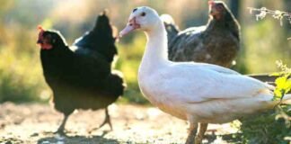 Se viraliza tras sacar a pasear a una gallina y un pato
