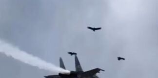 Bandada de zamuros entre las posibles causas de la caída del Sukhoi