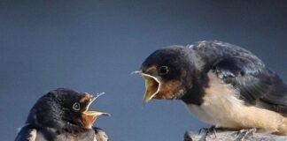 Las parejas de pájaros también pueden «separarse»