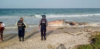 Encuentran cadáver de ballena en costas de Pampatar