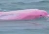Avistan un delfín rosa en las aguas del Golfo de México
